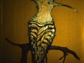 Hoopoe